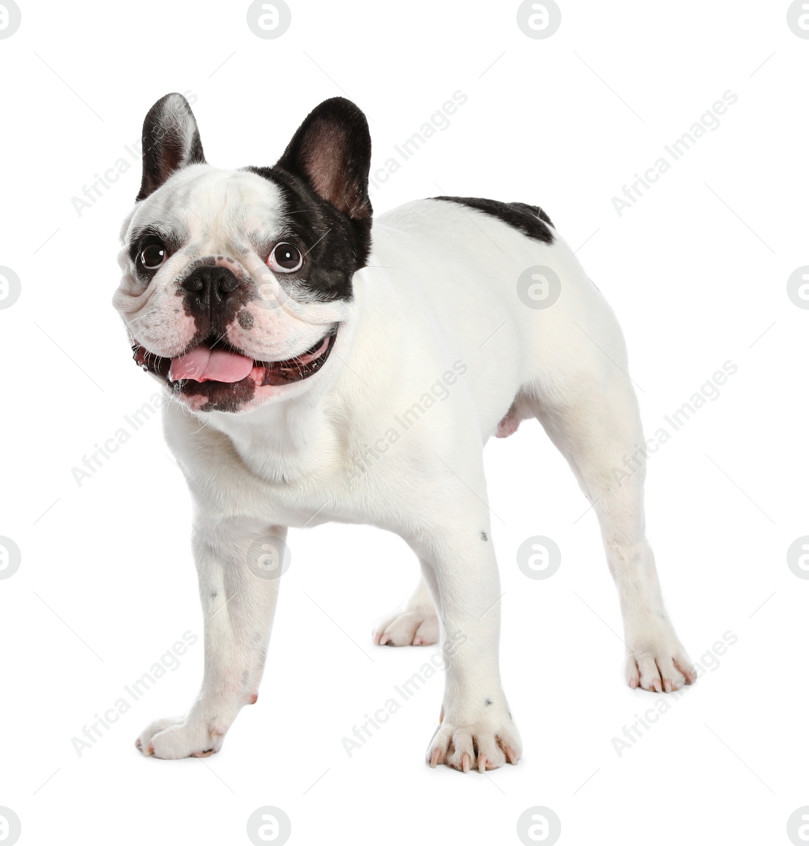 Photo of French bulldog on white background. Adorable pet