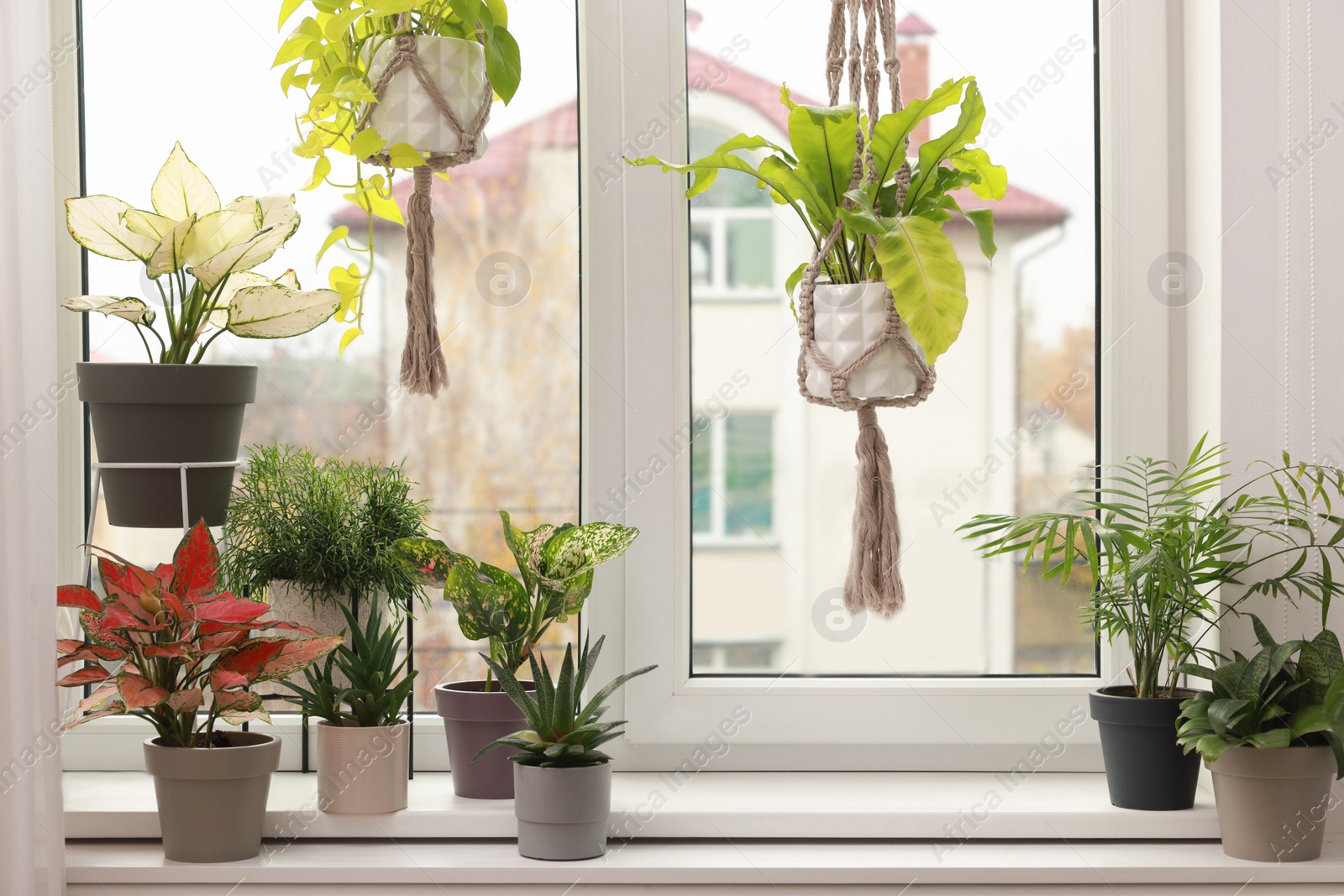 Photo of Different beautiful houseplants near window indoors. Interior design