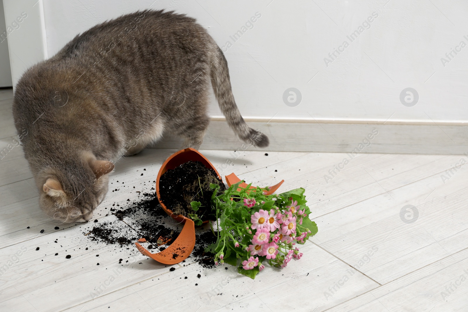 Photo of Cute cat and broken flower pot with cineraria plant on floor indoors