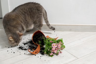 Photo of Cute cat and broken flower pot with cineraria plant on floor indoors