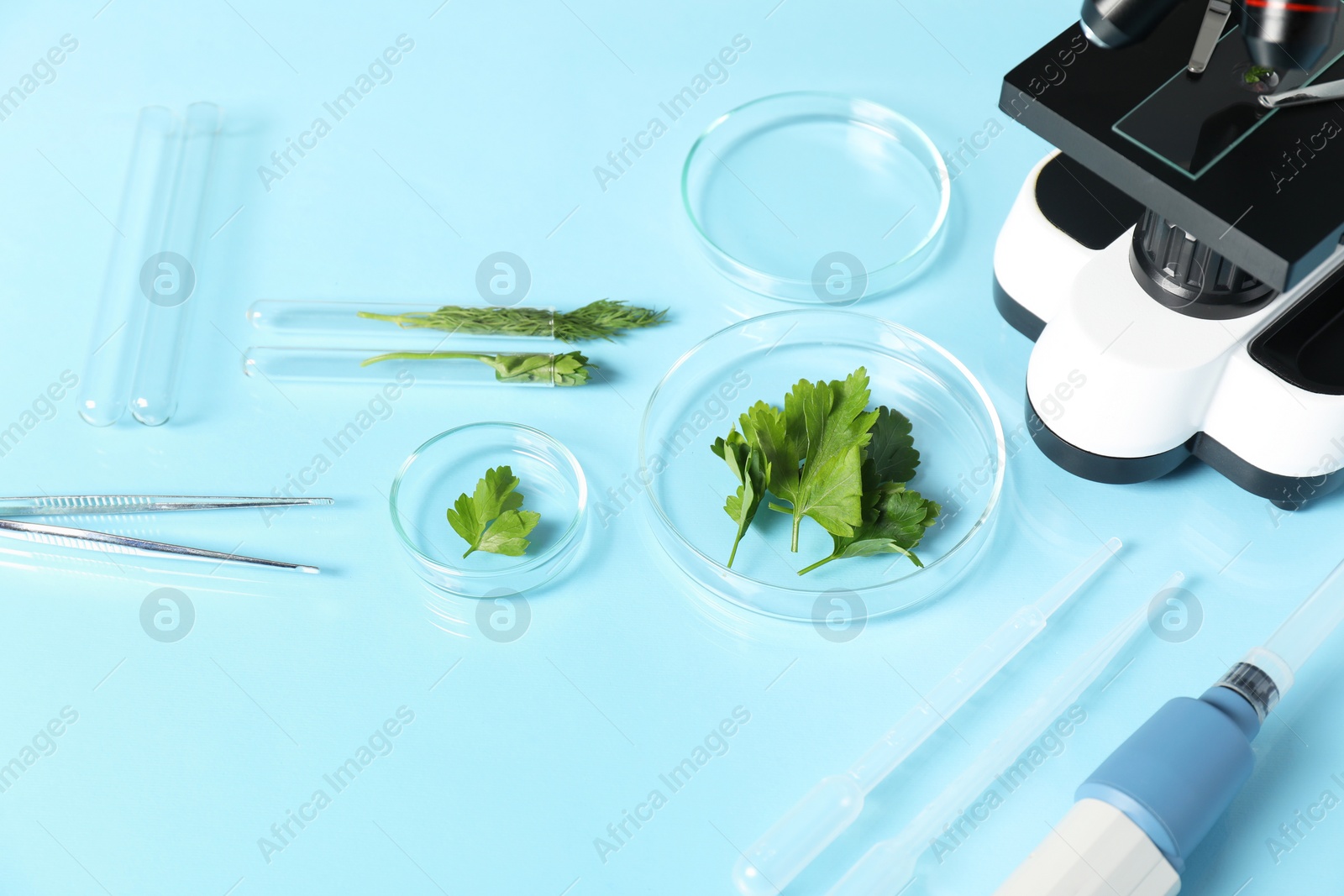 Photo of Food Quality Control. Microscope, petri dishes with parsley and other laboratory equipment on light blue background
