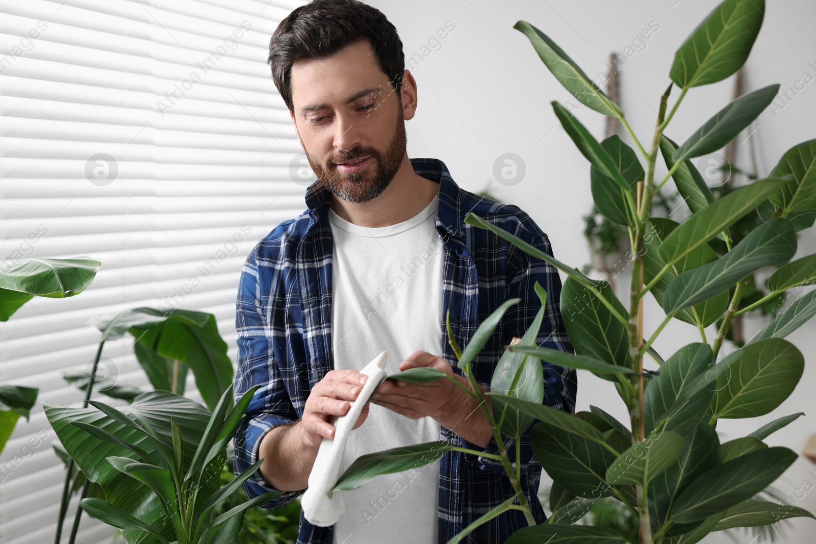 Photo of Man wiping leaves of beautiful potted houseplants with cloth indoors