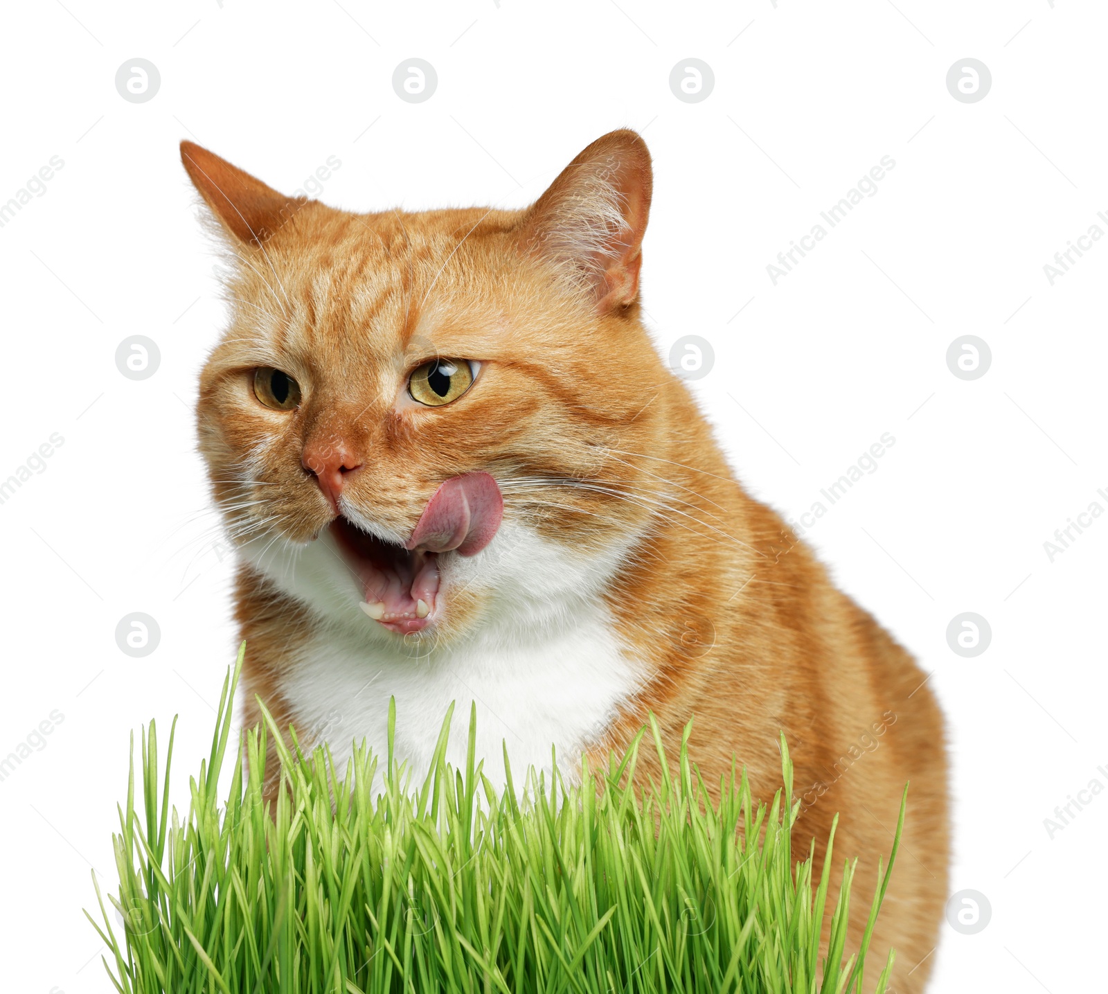 Photo of Cute ginger cat and potted green grass on white background