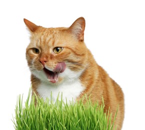 Cute ginger cat and potted green grass on white background