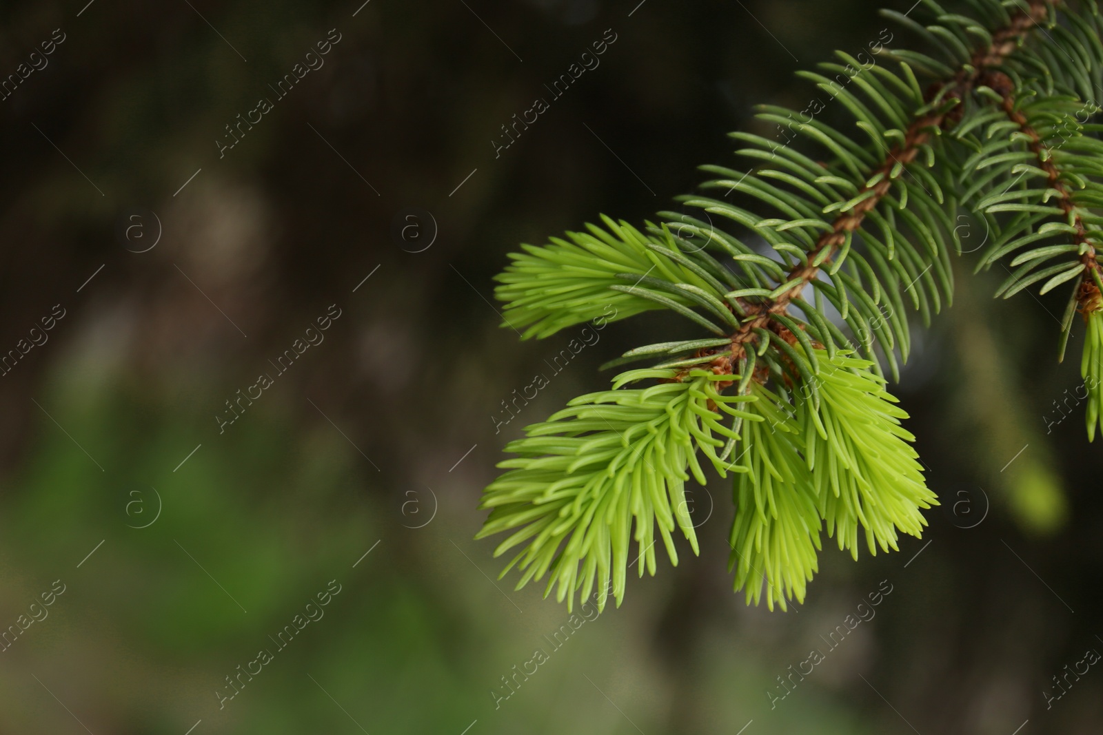 Photo of Beautiful branch of coniferous tree, closeup. Space for text