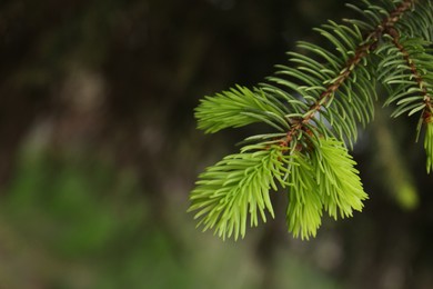 Beautiful branch of coniferous tree, closeup. Space for text