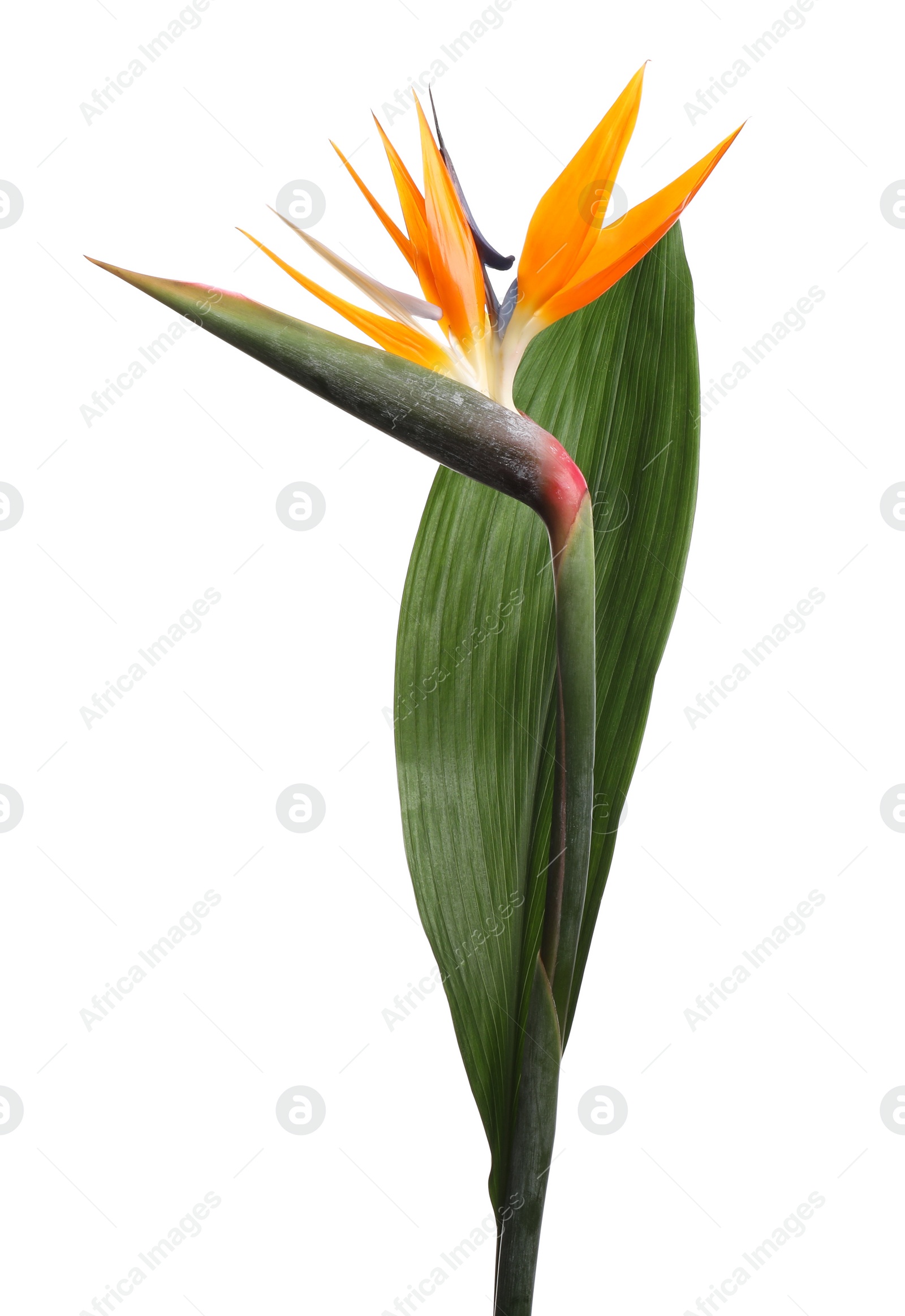 Photo of Bird of Paradise tropical flower isolated on white