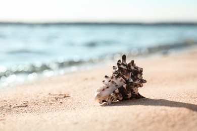 Photo of Beautiful sea shell on sandy beach. Space for text