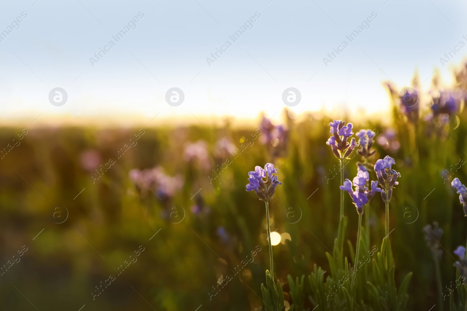 Photo of Beautiful lavender flowers in field on sunny day