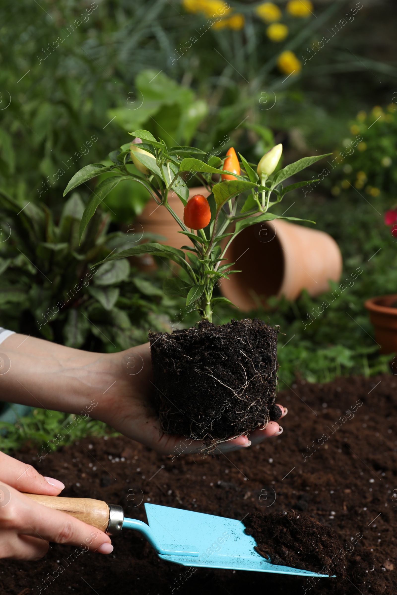 Photo of Woman transplanting pepper plant into soil in garden, closeup