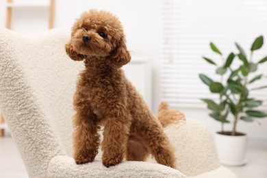 Photo of Cute Maltipoo dog on comfortable armchair at home. Lovely pet