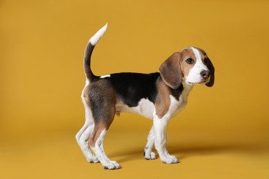 Photo of Cute Beagle puppy on yellow background. Adorable pet