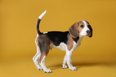 Cute Beagle puppy on yellow background. Adorable pet