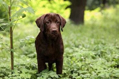 Adorable Labrador Retriever puppy in park outdoors