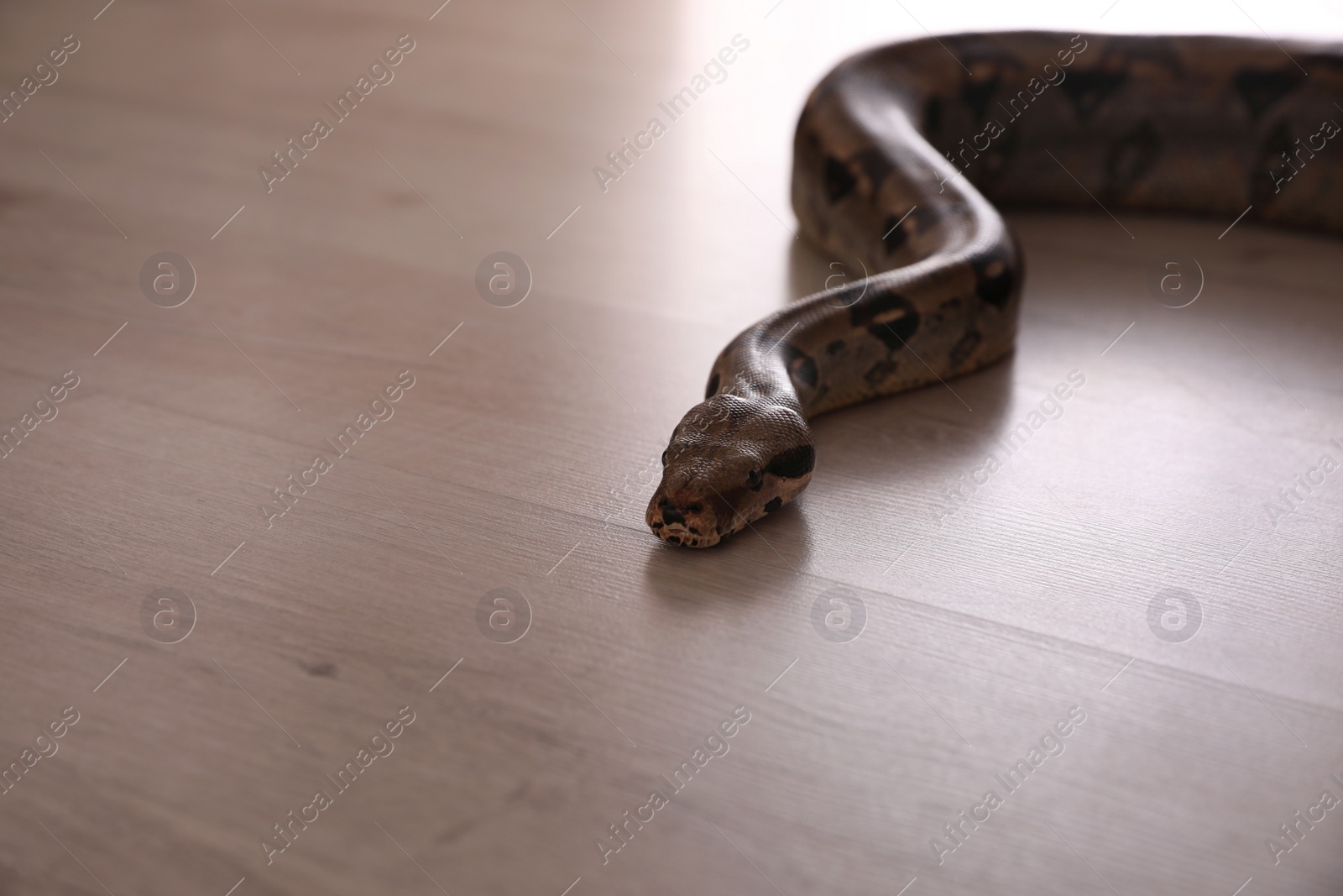 Photo of Brown boa constrictor crawling on floor in room