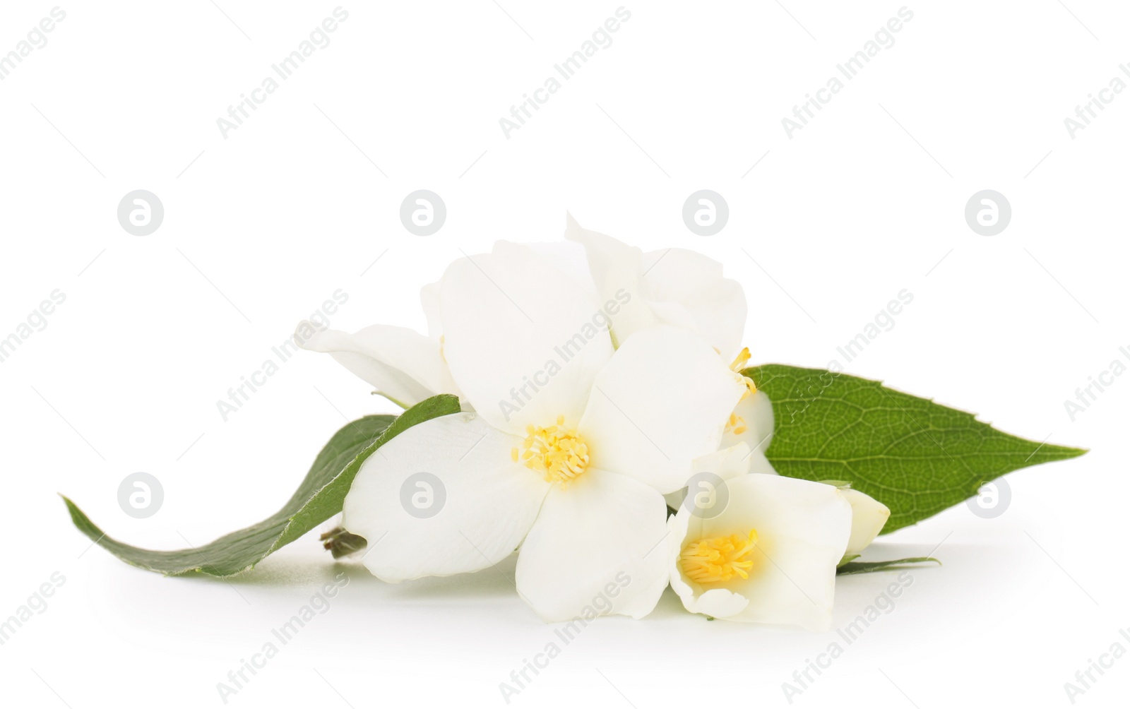 Photo of Branch of jasmine flowers and leaves isolated on white