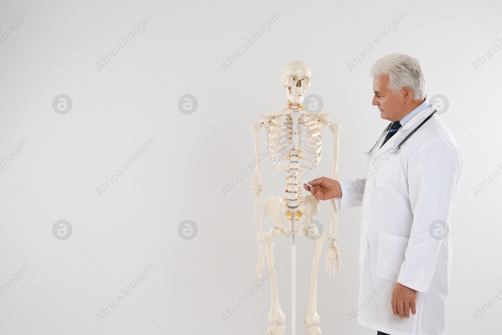 Photo of Senior orthopedist with human skeleton model against light background. Space for text