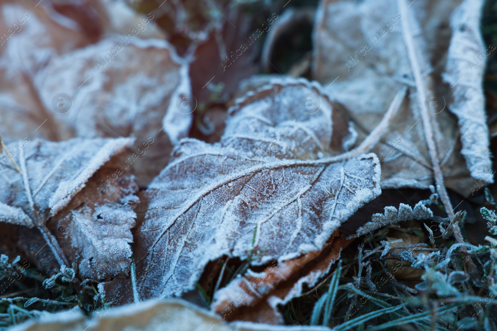Photo of Beautiful fallen leaves and grass covered with hoarfrost, closeup