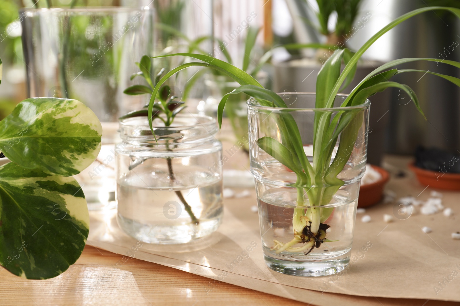 Photo of Exotic house plants in water on wooden table