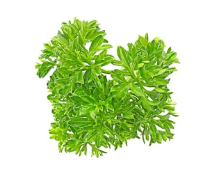 Photo of Aromatic fresh green parsley on white background