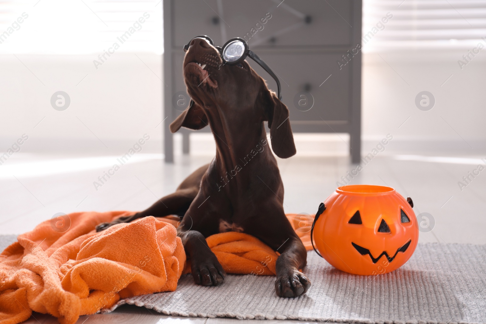 Photo of Adorable German Shorthaired Pointer dog in funny glasses with Halloween trick or treat bucket indoors