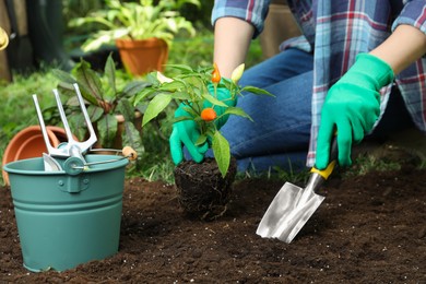 Photo of Woman transplanting pepper plant into soil in garden, closeup