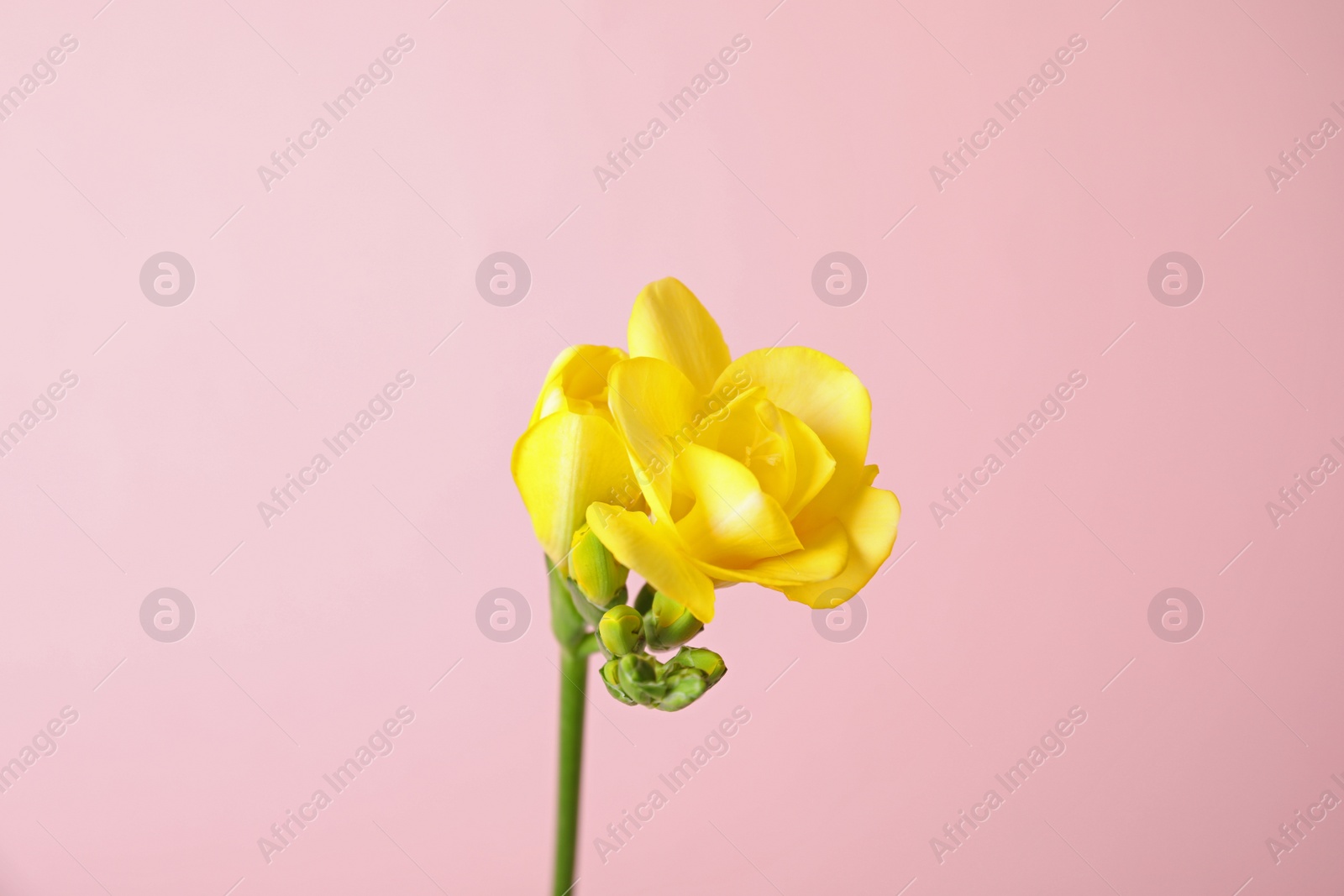 Photo of Beautiful freesia with fragrant flowers on color background