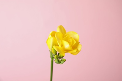 Beautiful freesia with fragrant flowers on color background