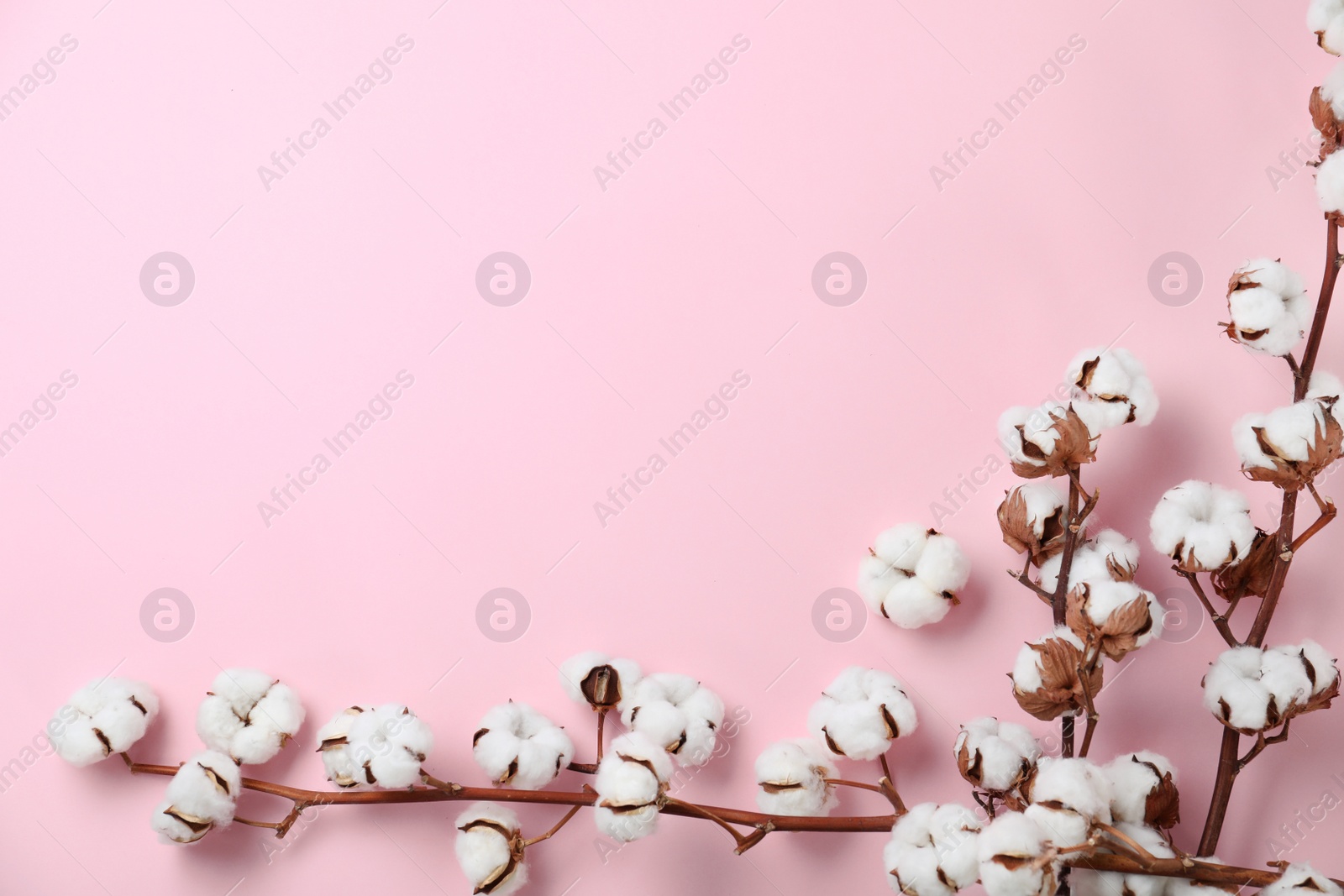 Photo of Flat lay composition with branches of cotton plant on pink background. Space for text