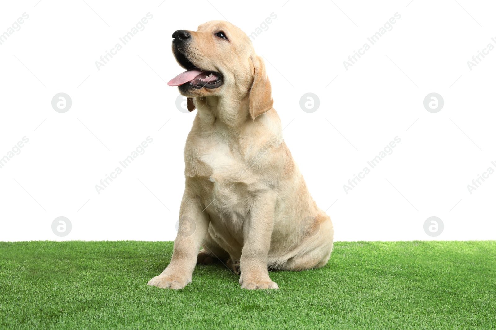 Photo of Cute yellow labrador retriever puppy on artificial grass against white background