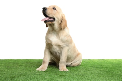 Photo of Cute yellow labrador retriever puppy on artificial grass against white background