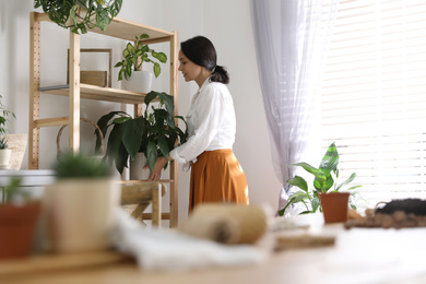 Photo of Mature woman taking care of houseplant at home. Engaging hobby