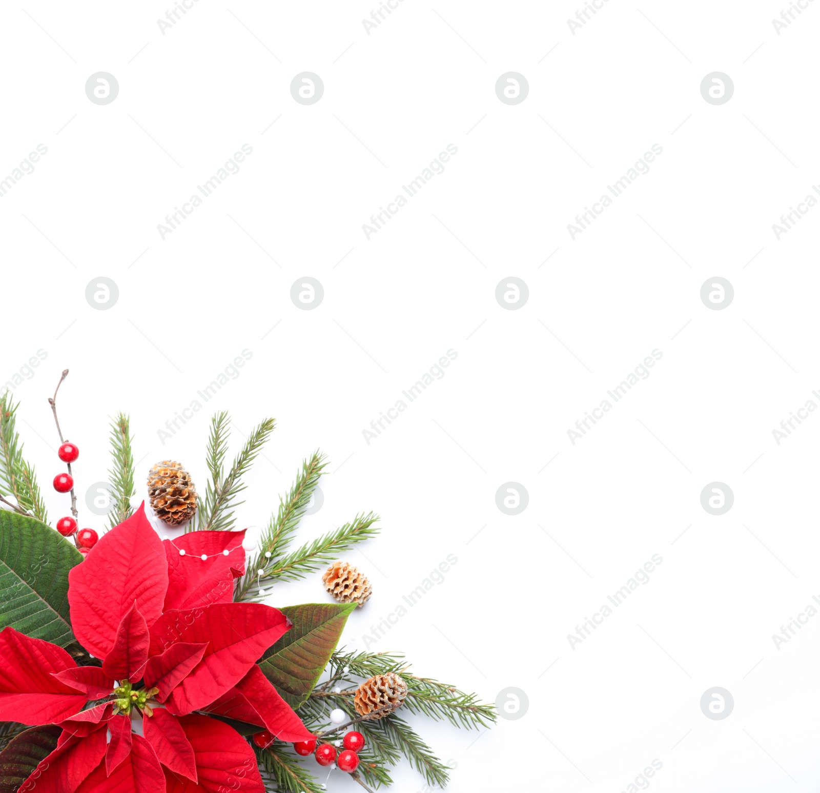 Photo of Flat lay composition with beautiful poinsettia on white background, space for text. Christmas traditional flower