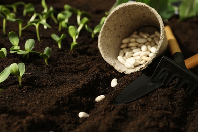 Photo of Peat pot with white beans, gardening tools on fertile soil. Vegetable seeds