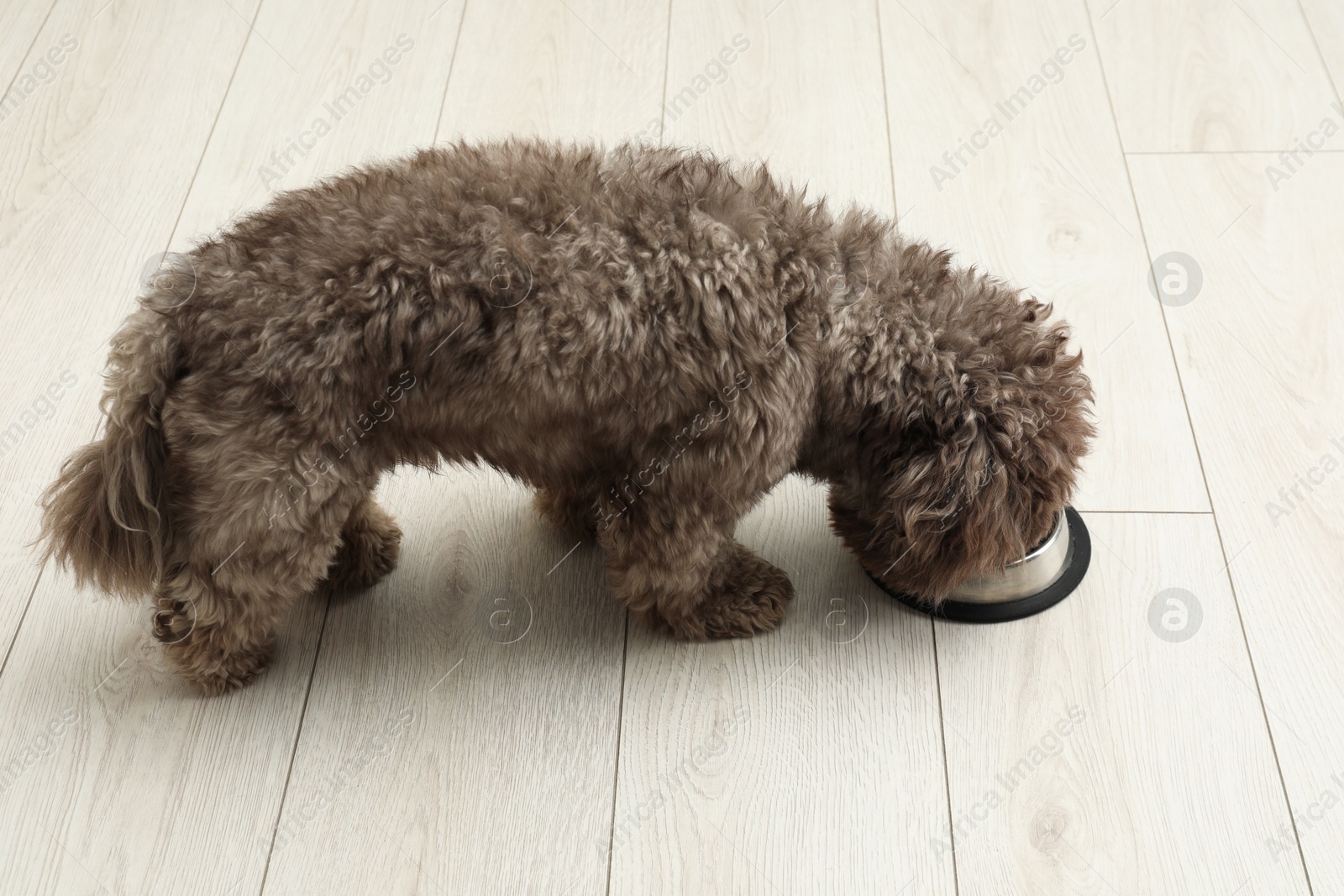 Photo of Cute Maltipoo dog eating from his bowl on floor. Lovely pet