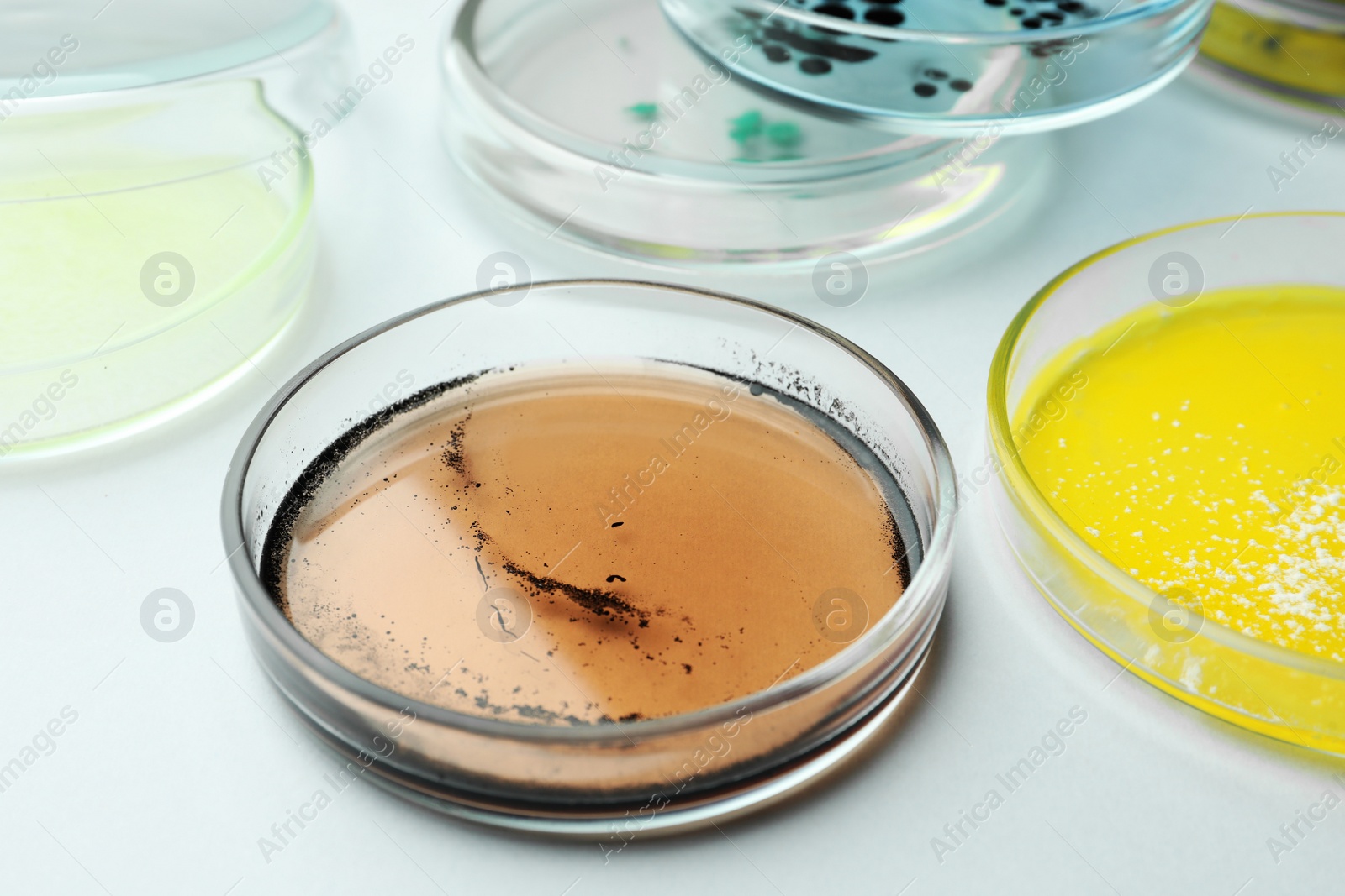 Photo of Petri dishes with different bacteria colonies on white background, closeup