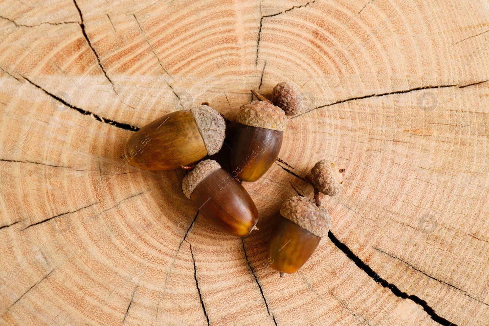 Photo of Many acorns on tree stump, top view