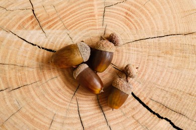 Many acorns on tree stump, top view