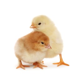 Two cute fluffy baby chickens on white background