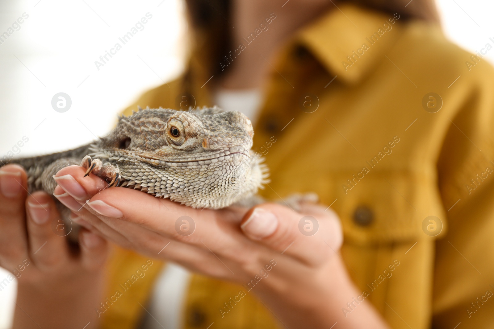 Photo of Young woman with bearded lizard at home, closeup. Exotic pet