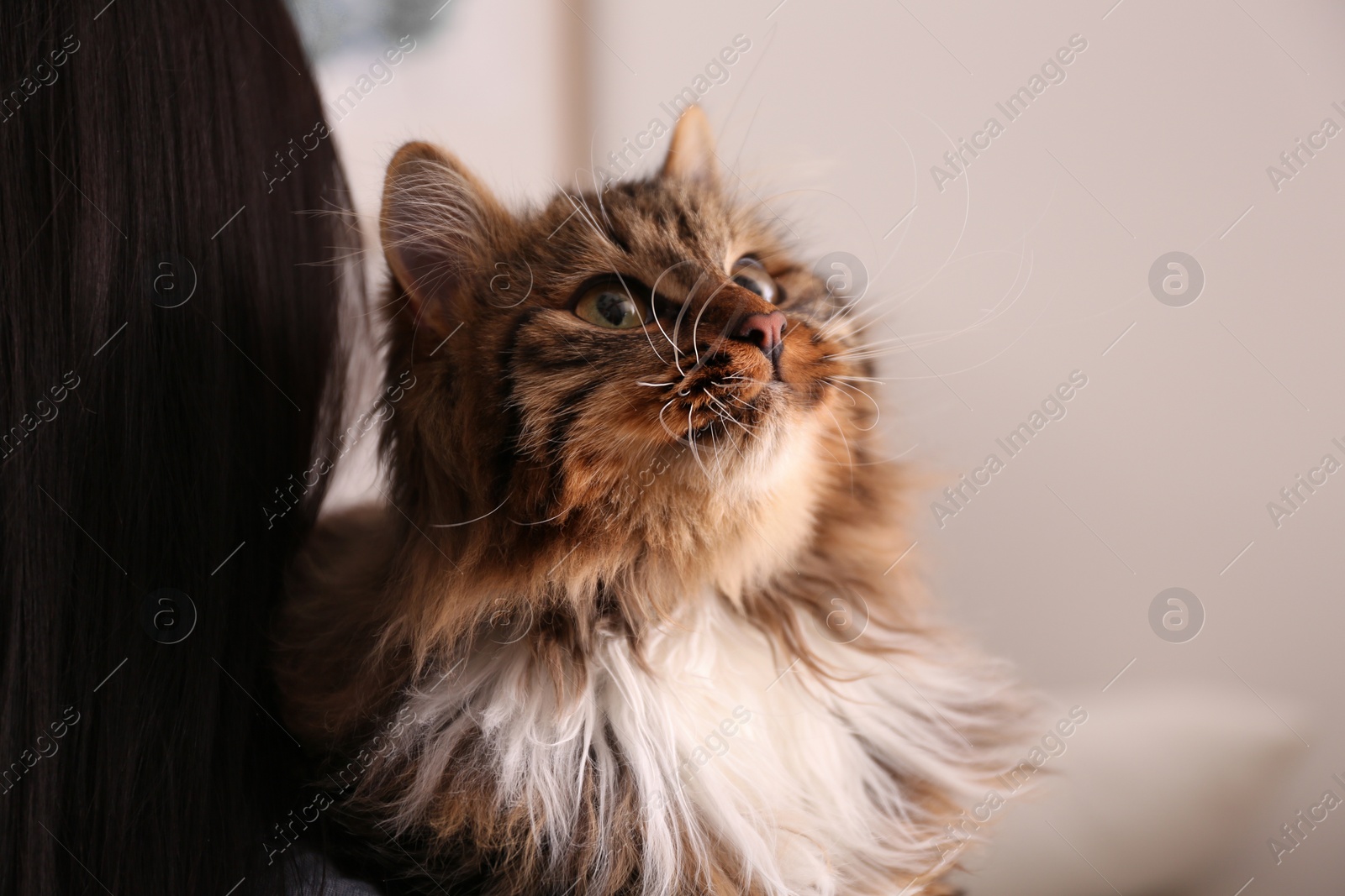 Photo of Woman with her cute cat on light background, closeup. Fluffy pet