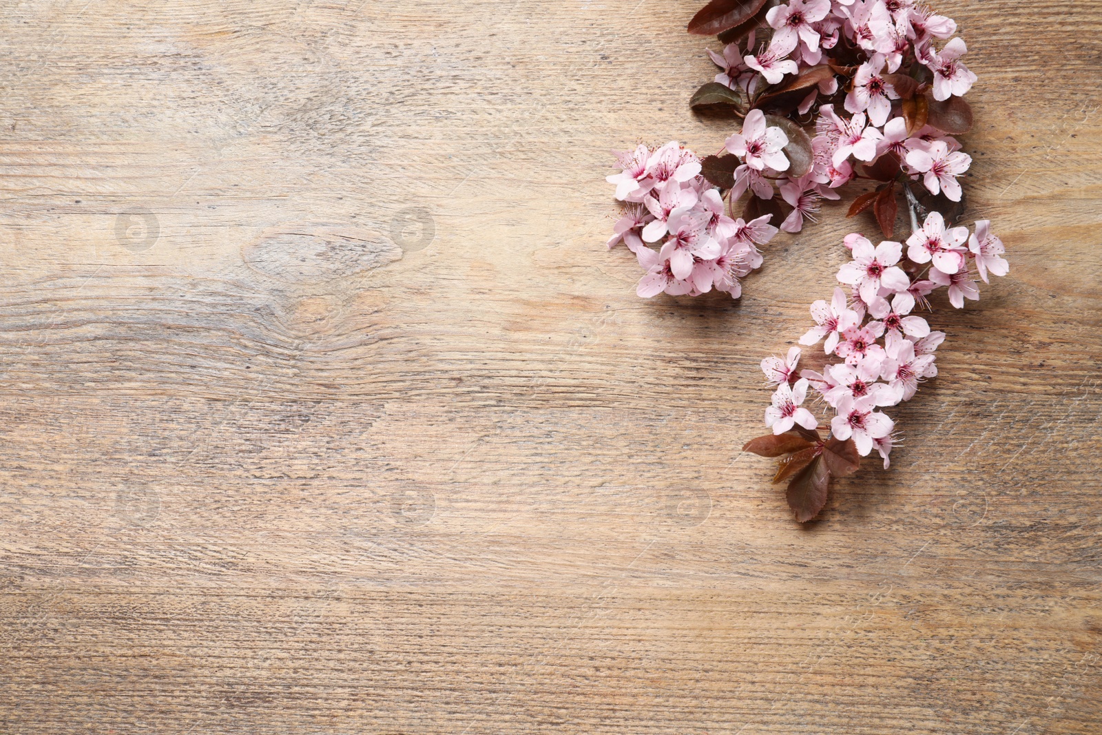 Photo of Beautiful sakura tree blossoms on wooden background, flat lay. Space for text