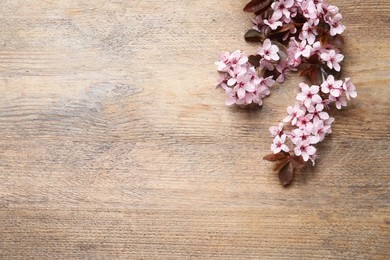 Beautiful sakura tree blossoms on wooden background, flat lay. Space for text