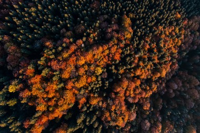 Image of Aerial view of autumn forest covered with hoarfrost in morning. Drone photography
