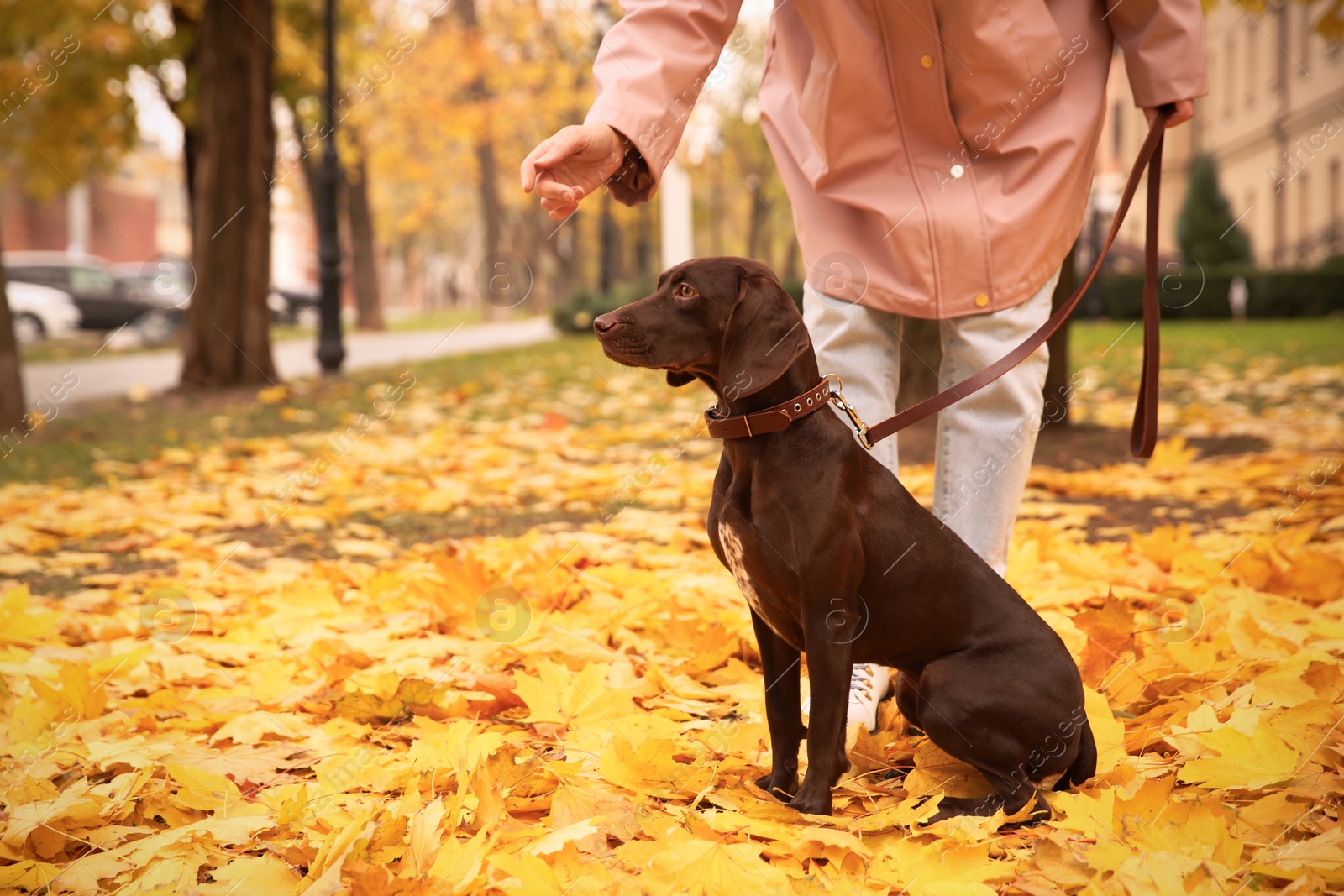 Photo of Woman with cute German Shorthaired Pointer in park on autumn day