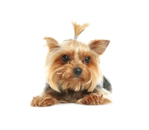 Photo of Yorkshire terrier isolated on white. Happy dog