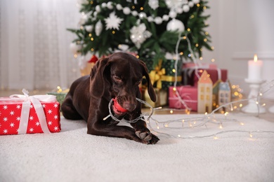 Photo of Cute dog with Christmas ball at home