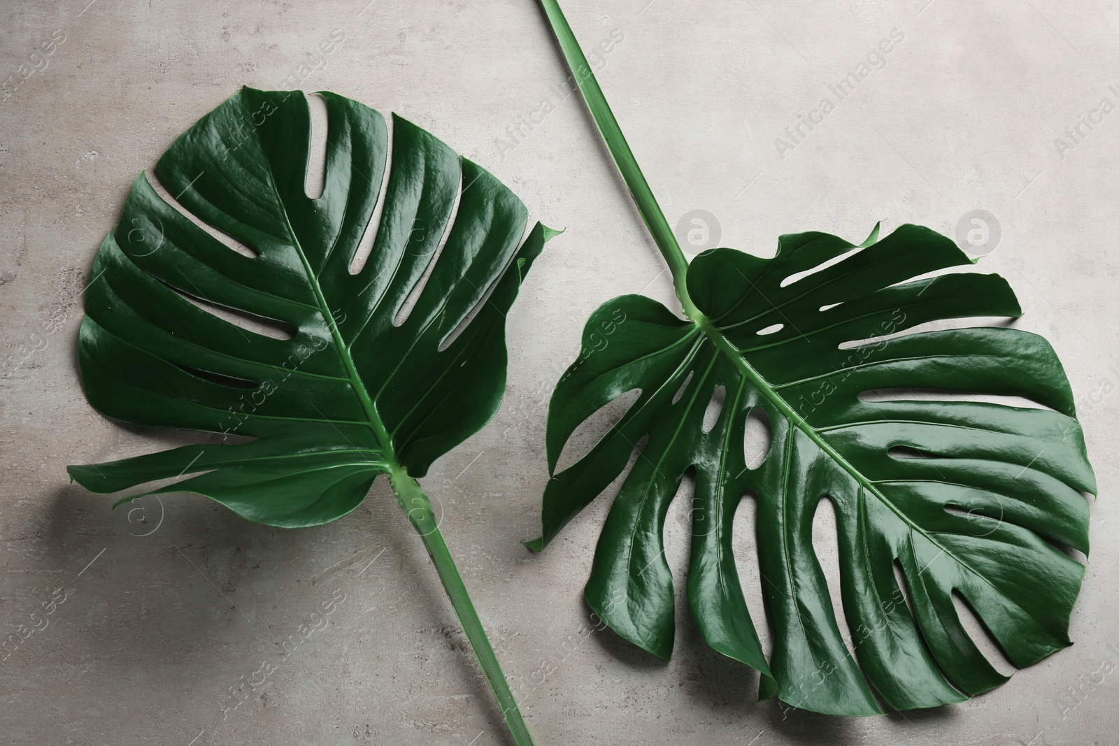 Photo of Beautiful monstera leaves on light grey background, flat lay. Tropical plant