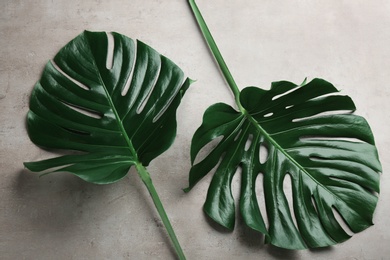 Photo of Beautiful monstera leaves on light grey background, flat lay. Tropical plant