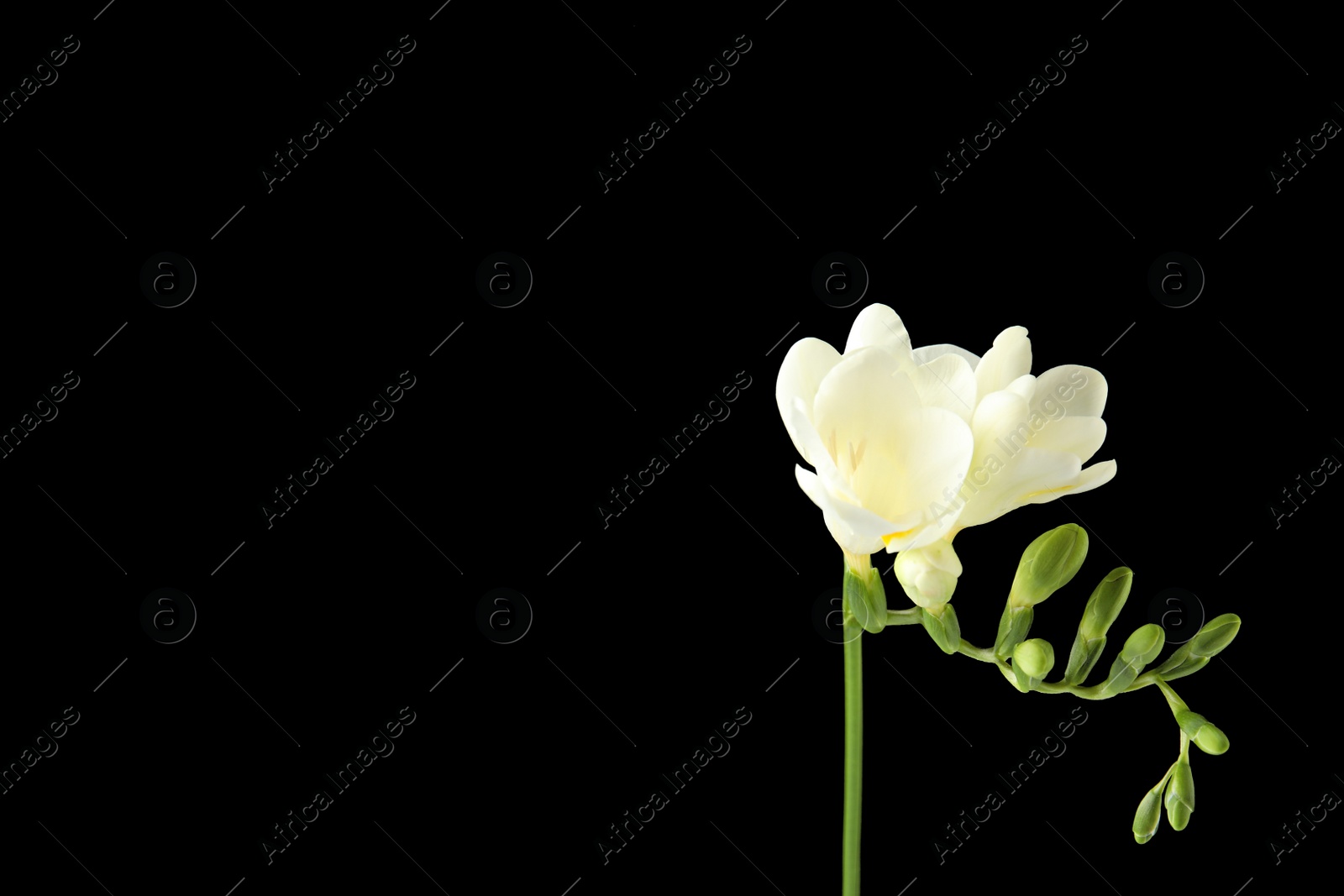 Photo of Beautiful freesia with fragrant flowers on black background. Space for text